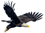 Bouncing Bird